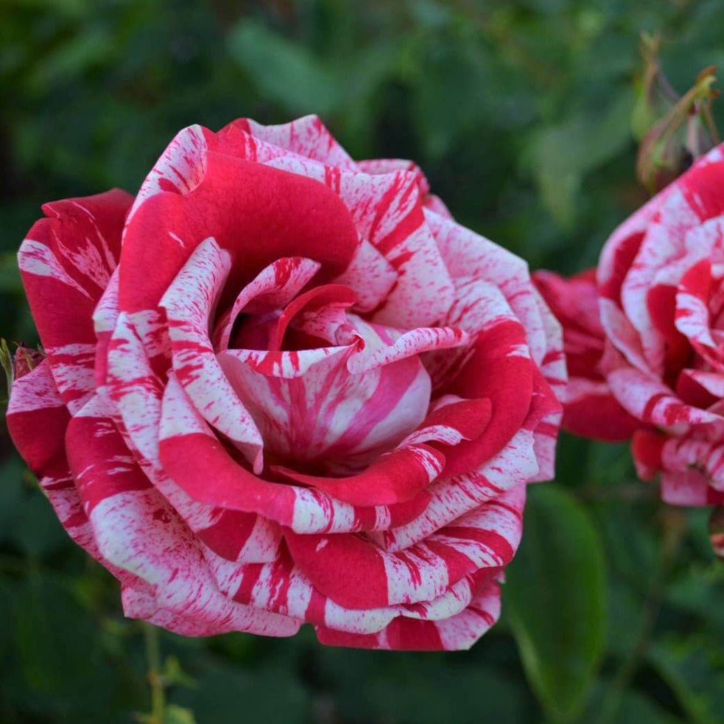 Julio Iglesias ® Hybrid Tea Roses garden rose bushes potted or bare root plants