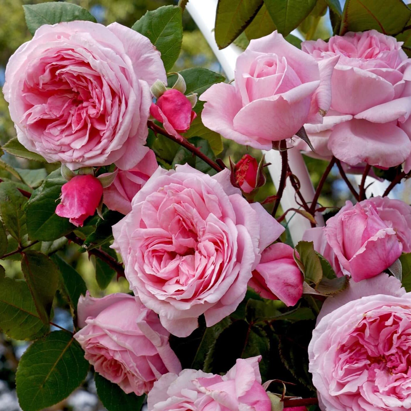 KISS ME KATE ®' Climbing Roses garden rose bushes potted or bare root plants