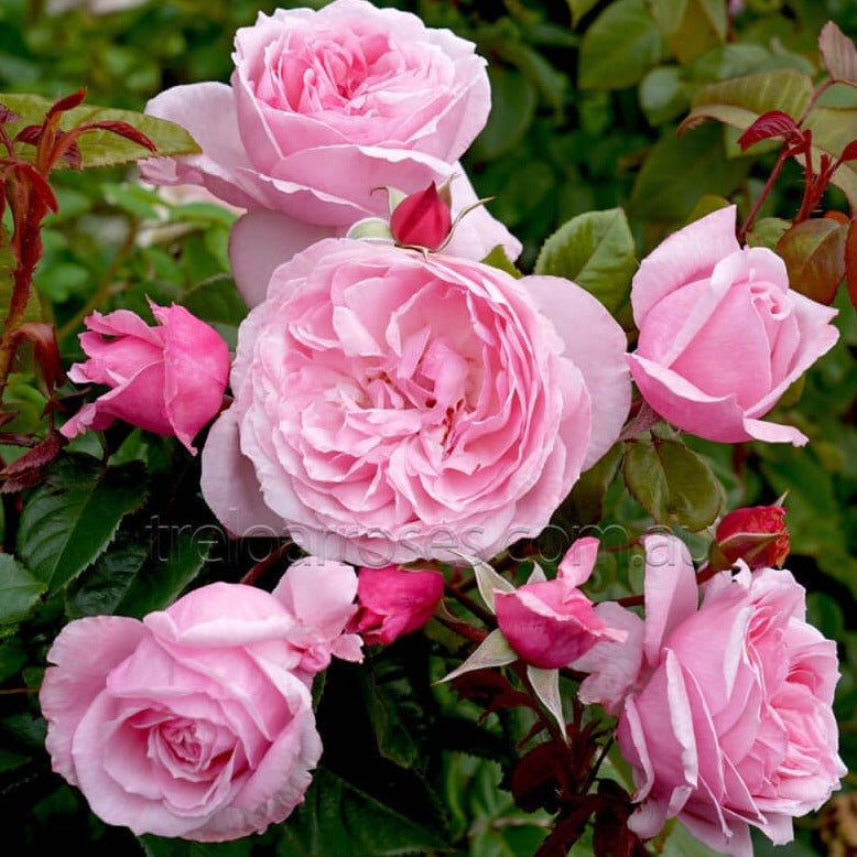 KISS ME KATE ®' Climbing Roses garden rose bushes potted or bare root plants