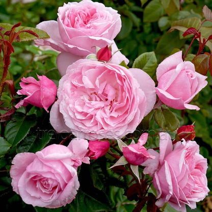 KISS ME KATE ®' Climbing Roses garden rose bushes potted or bare root plants