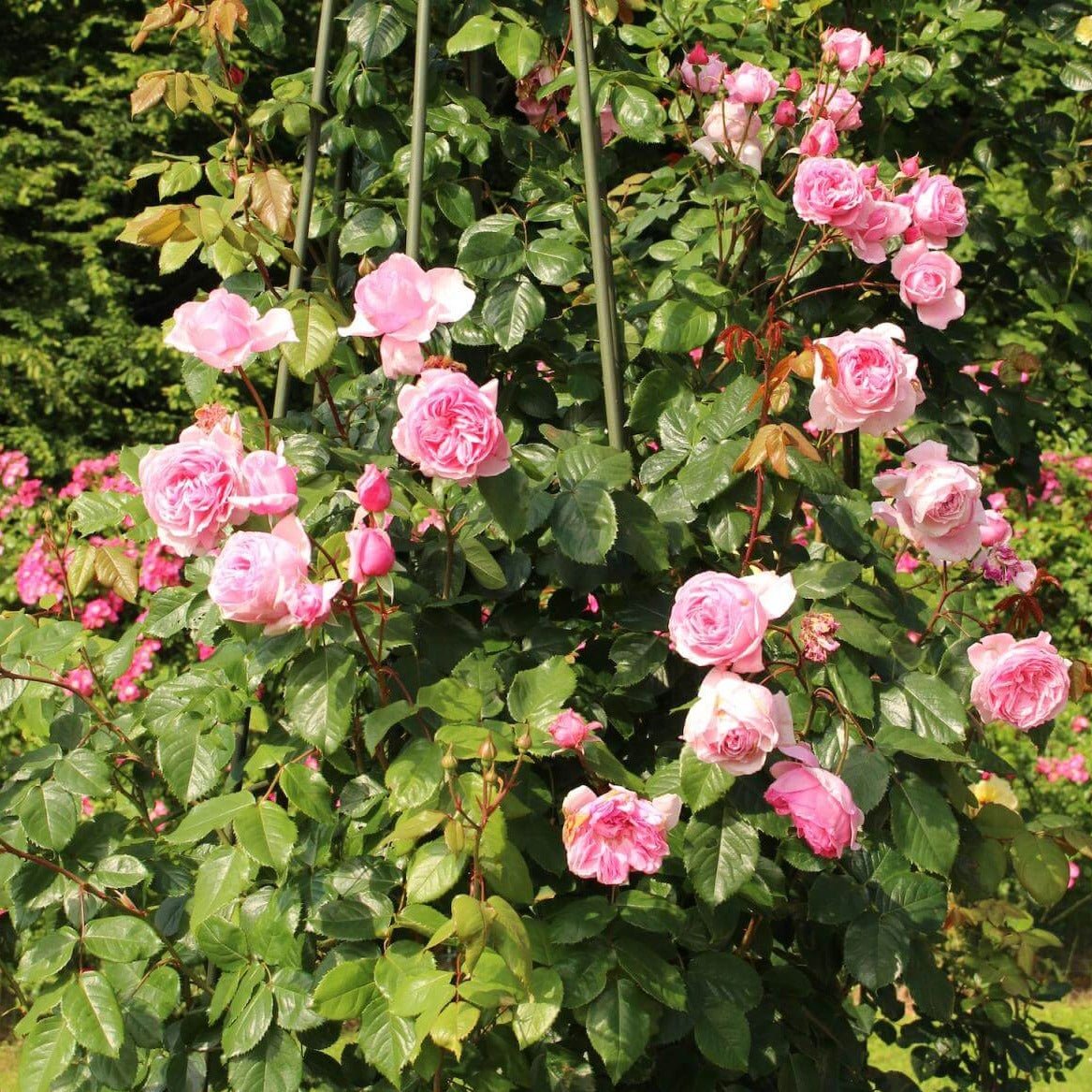 KISS ME KATE ®' Climbing Roses garden rose bushes potted or bare root plants