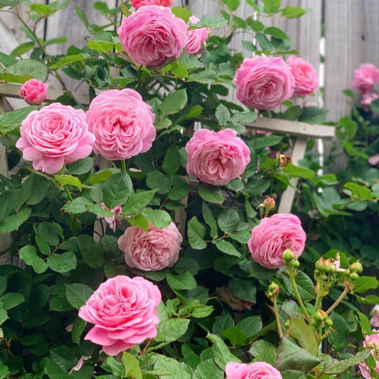 KISS ME KATE ®' Climbing Roses garden rose bushes potted or bare root plants