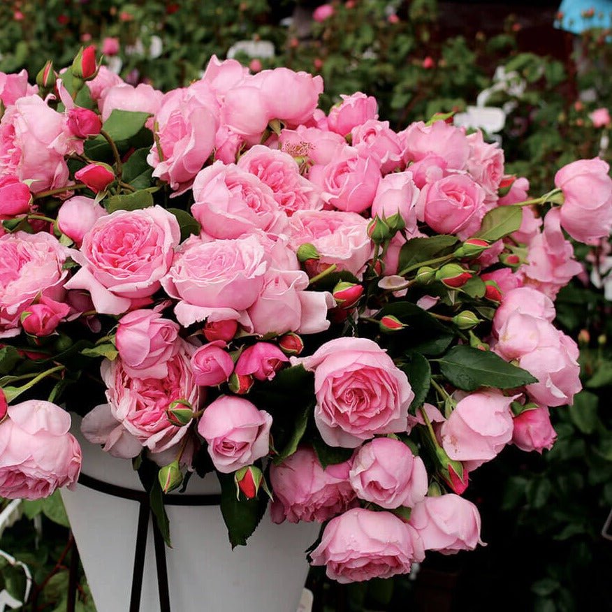 KISS ME KATE ®' Climbing Roses garden rose bushes potted or bare root plants