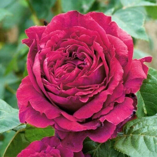 La Rose Des 4 Vents ® Floribunda Roses garden rose bushes potted or bare root plants