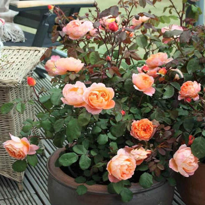 Lady Emma Hamilton ® Floribunda Roses garden rose bushes potted or bare root plants