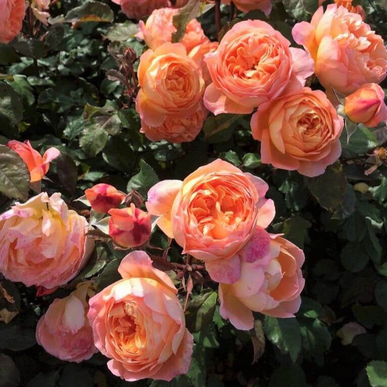 Lady Emma Hamilton ® Floribunda Roses garden rose bushes potted or bare root plants
