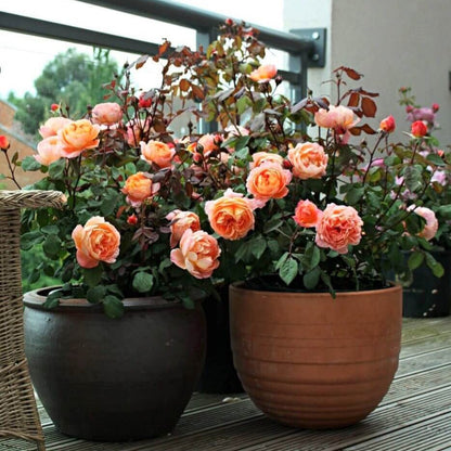 Lady Emma Hamilton ® Floribunda Roses garden rose bushes potted or bare root plants