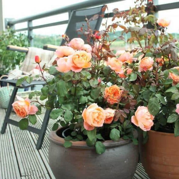 Lady Emma Hamilton ® Floribunda Roses garden rose bushes potted or bare root plants