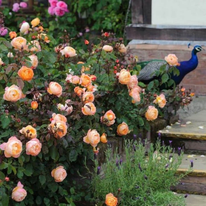 Lady Emma Hamilton ® Floribunda Roses garden rose bushes potted or bare root plants
