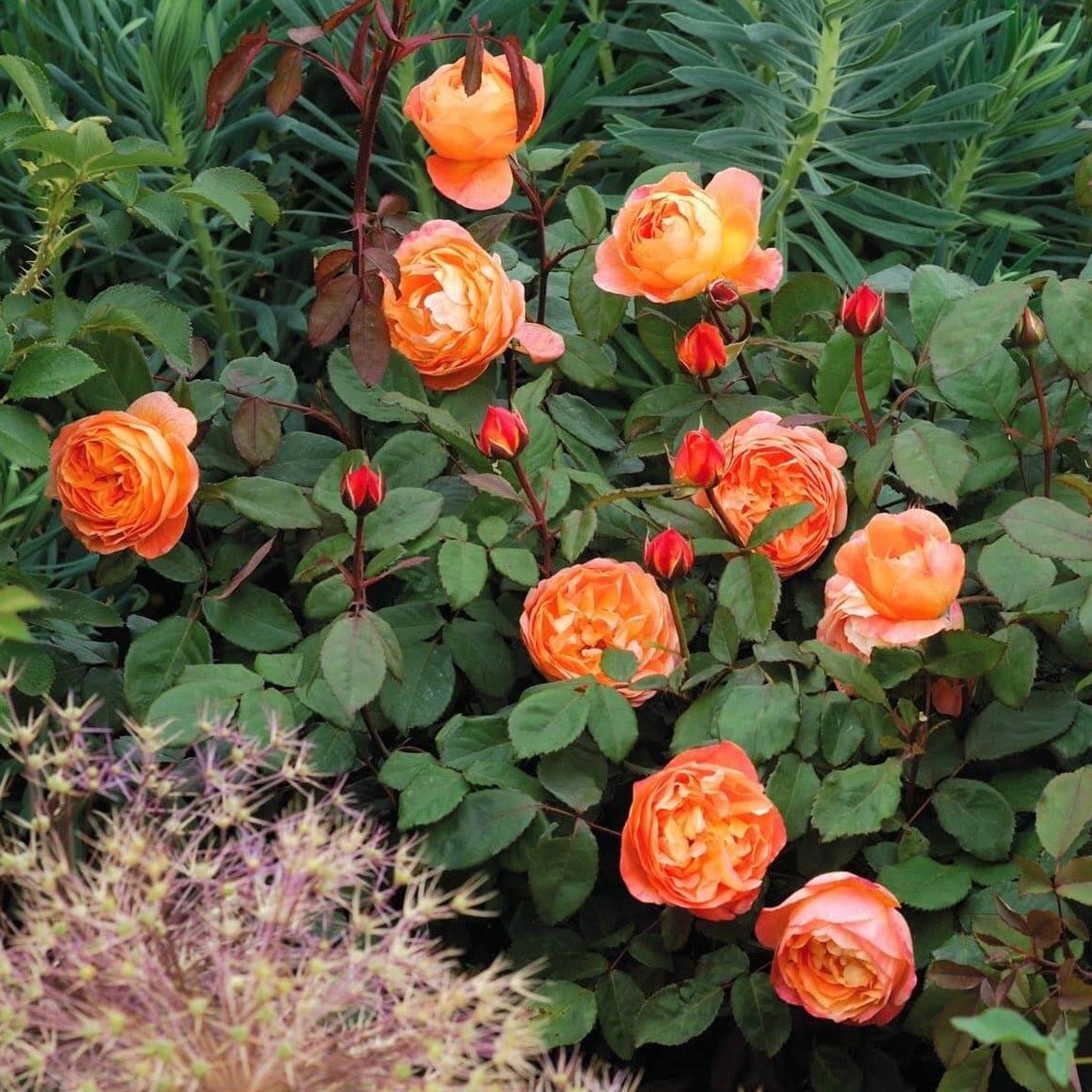 Lady Emma Hamilton ® Floribunda Roses garden rose bushes potted or bare root plants