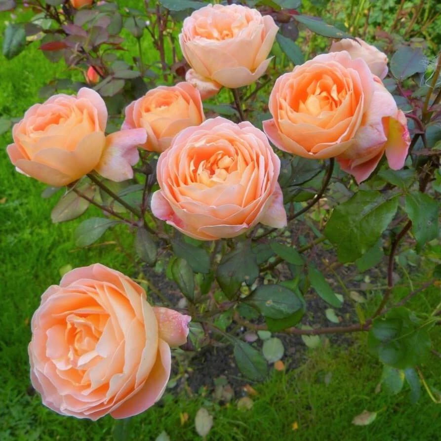 Lady Emma Hamilton ® Floribunda Roses garden rose bushes potted or bare root plants