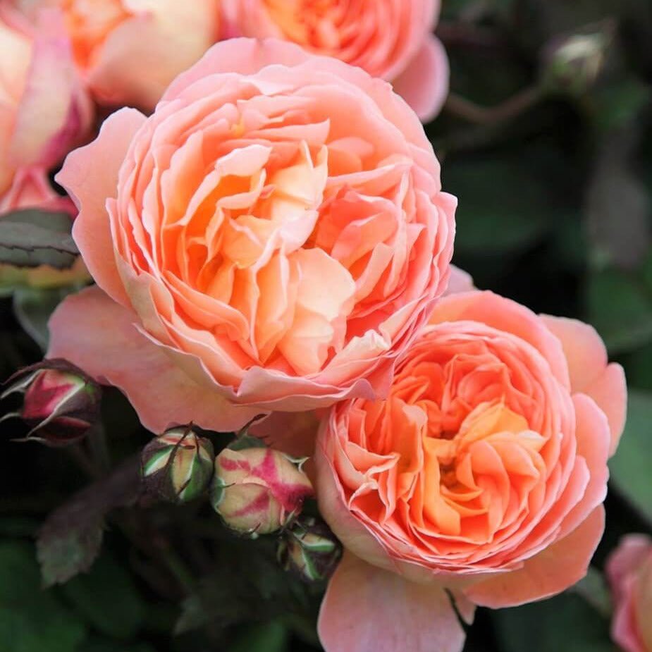 Lady Emma Hamilton ® Floribunda Roses garden rose bushes potted or bare root plants
