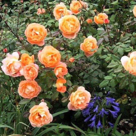 Lady Emma Hamilton ® Floribunda Roses garden rose bushes potted or bare root plants