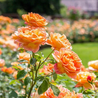 Lady of Shalott ® Floribunda Roses garden rose bushes potted or bare root plants