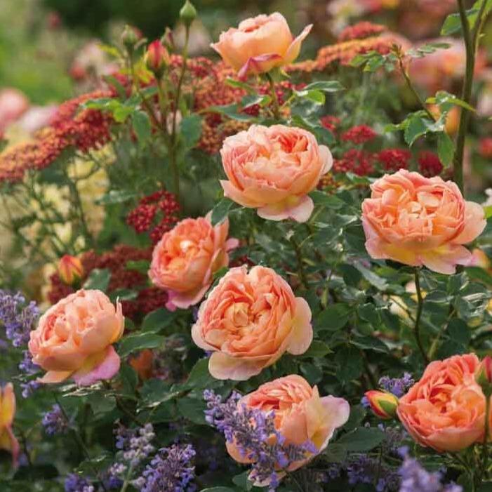 Lady of Shalott ® Floribunda Roses garden rose bushes potted or bare root plants
