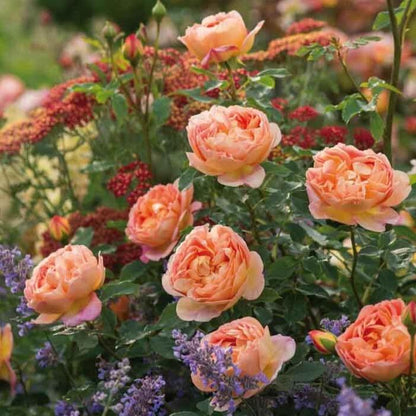 Lady of Shalott ® Floribunda Roses garden rose bushes potted or bare root plants