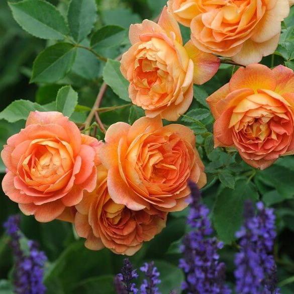 Lady of Shalott ® Floribunda Roses garden rose bushes potted or bare root plants