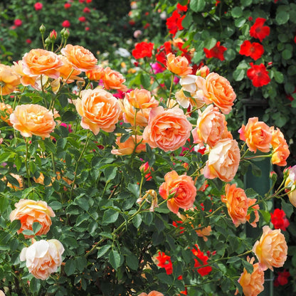 Lady of Shalott ® Floribunda Roses garden rose bushes potted or bare root plants