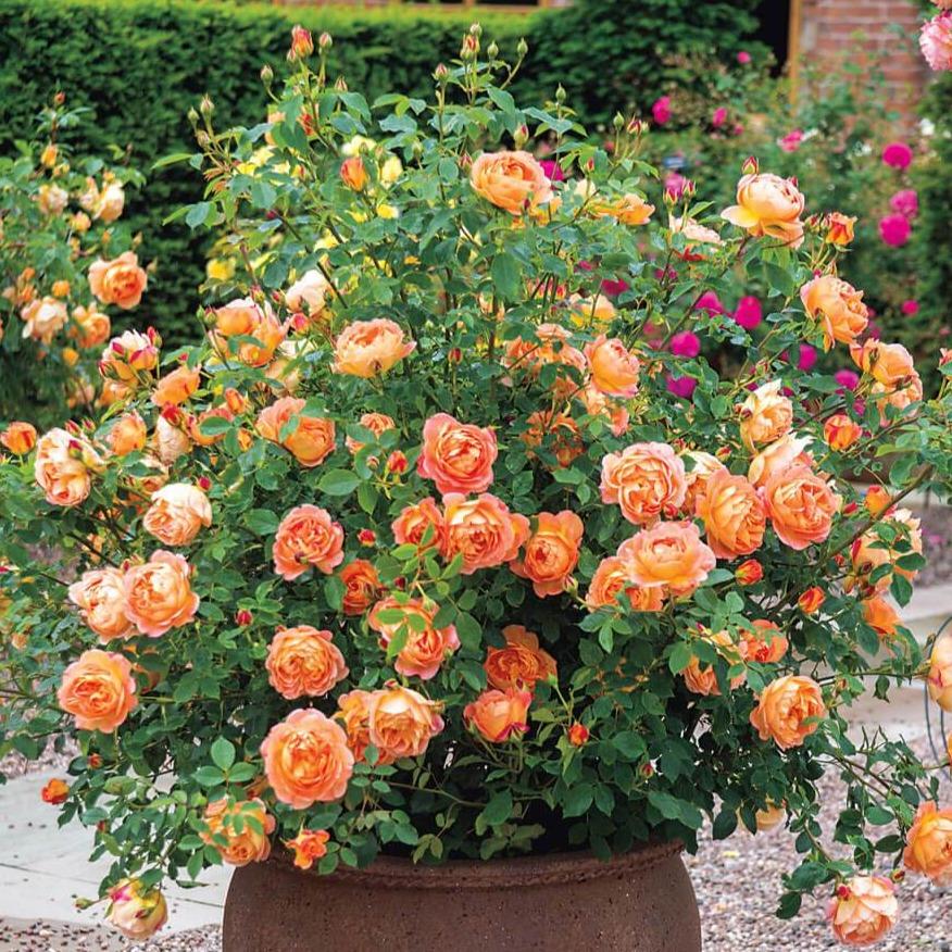 Lady of Shalott ® Floribunda Roses garden rose bushes potted or bare root plants
