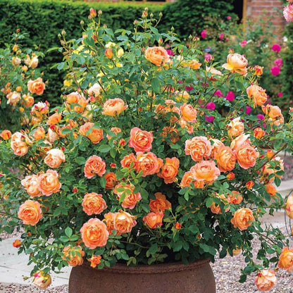 Lady of Shalott ® Floribunda Roses garden rose bushes potted or bare root plants