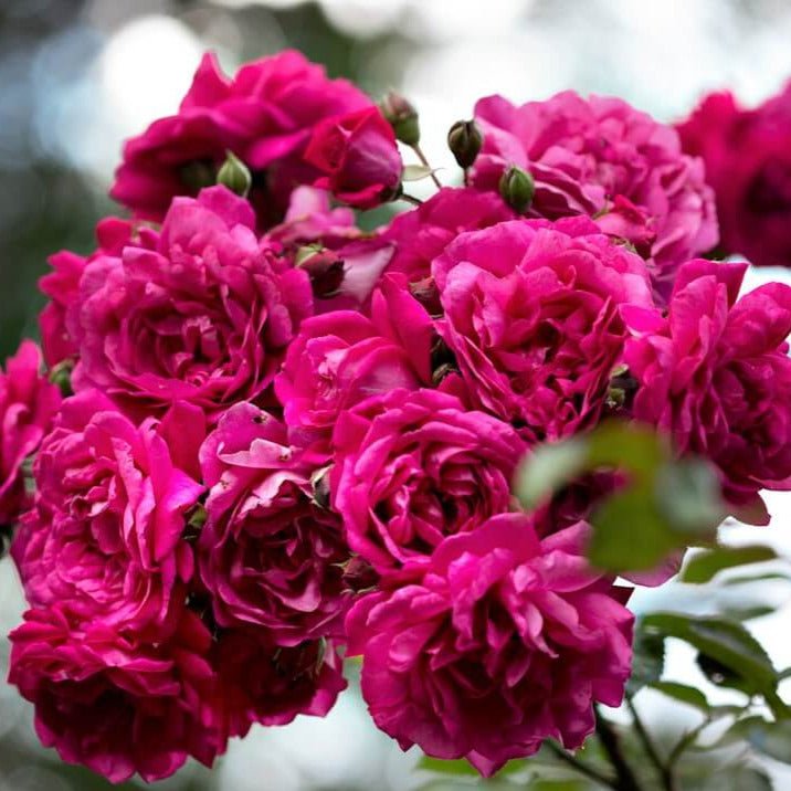 Laguna ® Climbing Roses garden rose bushes potted or bare root plants