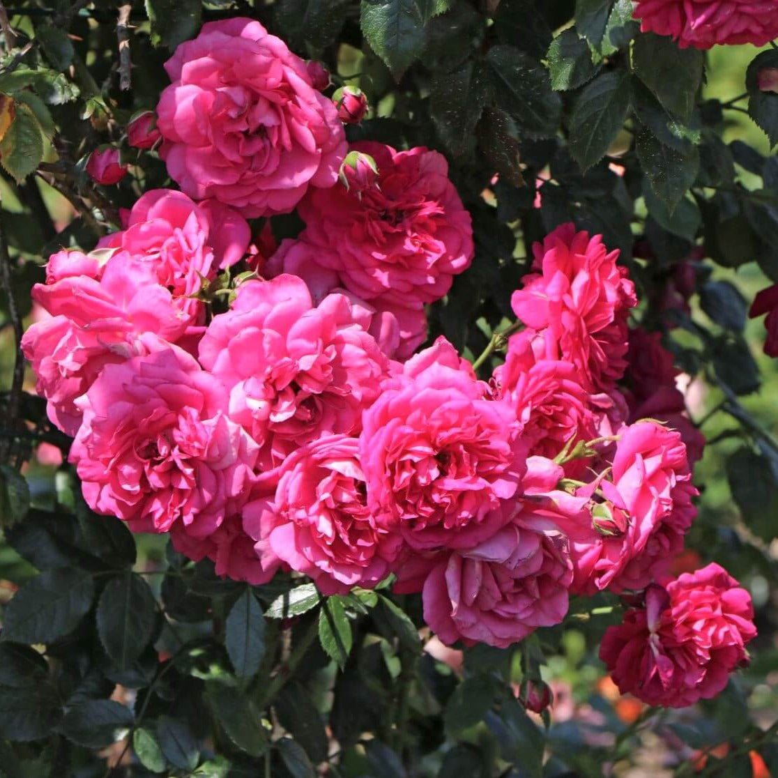 Laguna ® Climbing Roses garden rose bushes potted or bare root plants