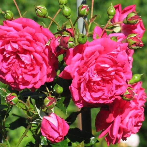 Laguna ® Climbing Roses garden rose bushes potted or bare root plants