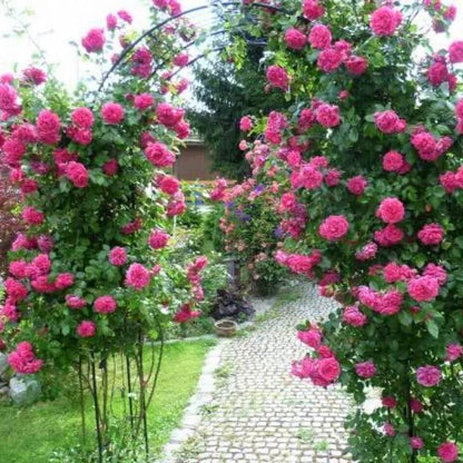 Laguna ® Climbing Roses garden rose bushes potted or bare root plants
