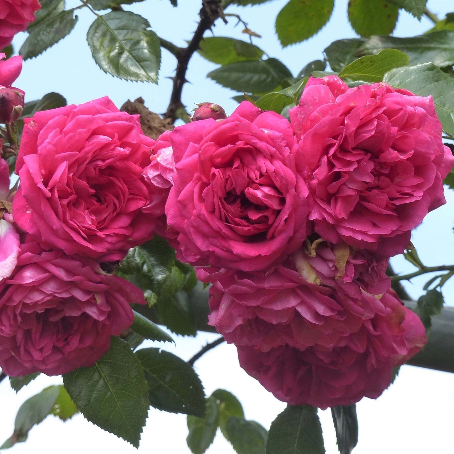 Laguna ® Climbing Roses garden rose bushes potted or bare root plants