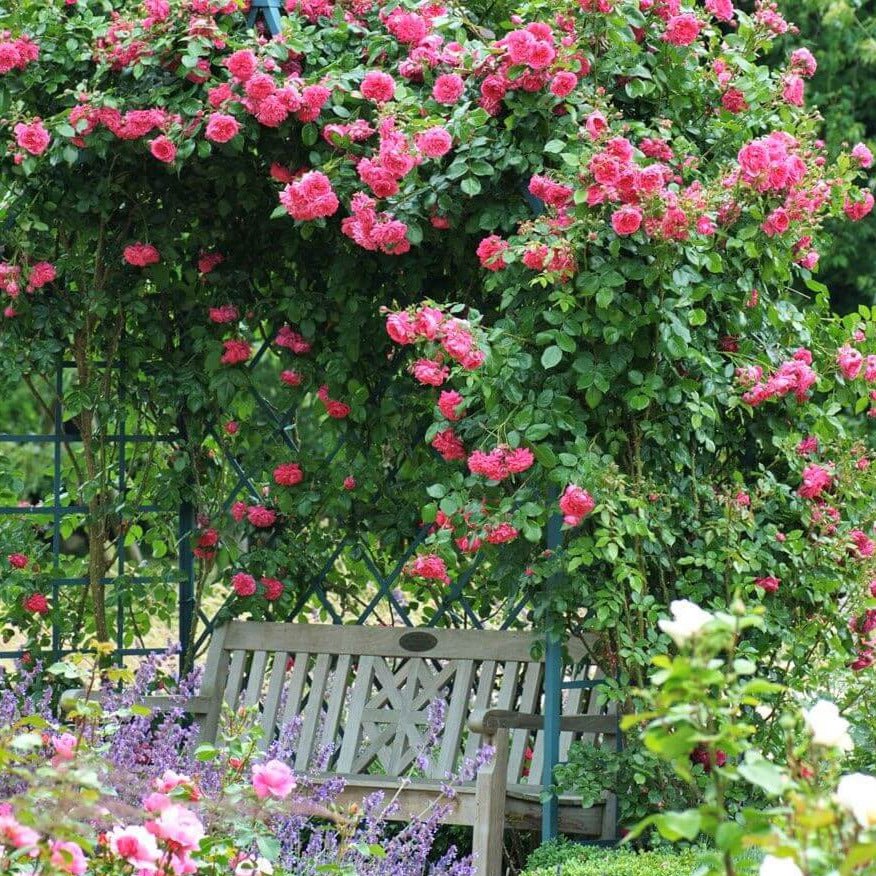 Laguna ® Climbing Roses garden rose bushes potted or bare root plants