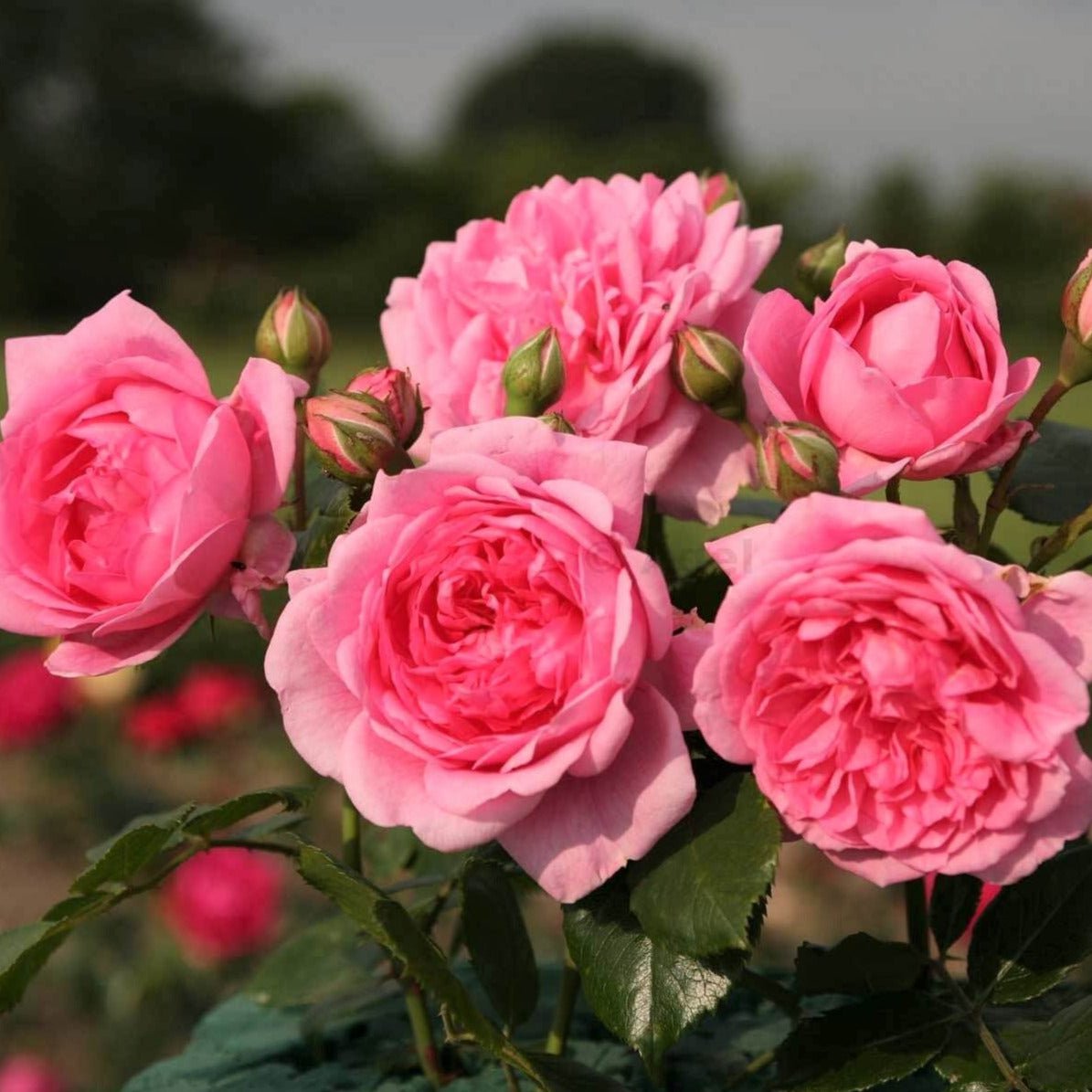 Laguna ® Climbing Roses garden rose bushes potted or bare root plants