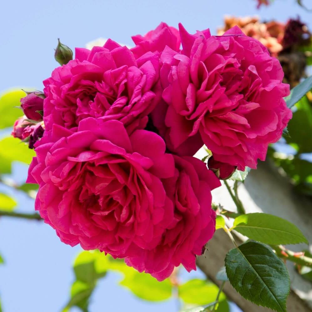 Laguna ® Climbing Roses garden rose bushes potted or bare root plants