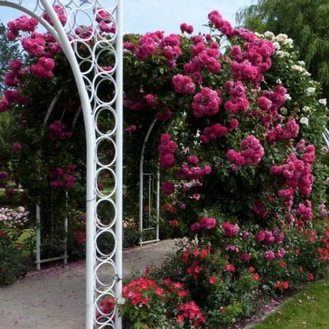 Laguna ® Climbing Roses garden rose bushes potted or bare root plants