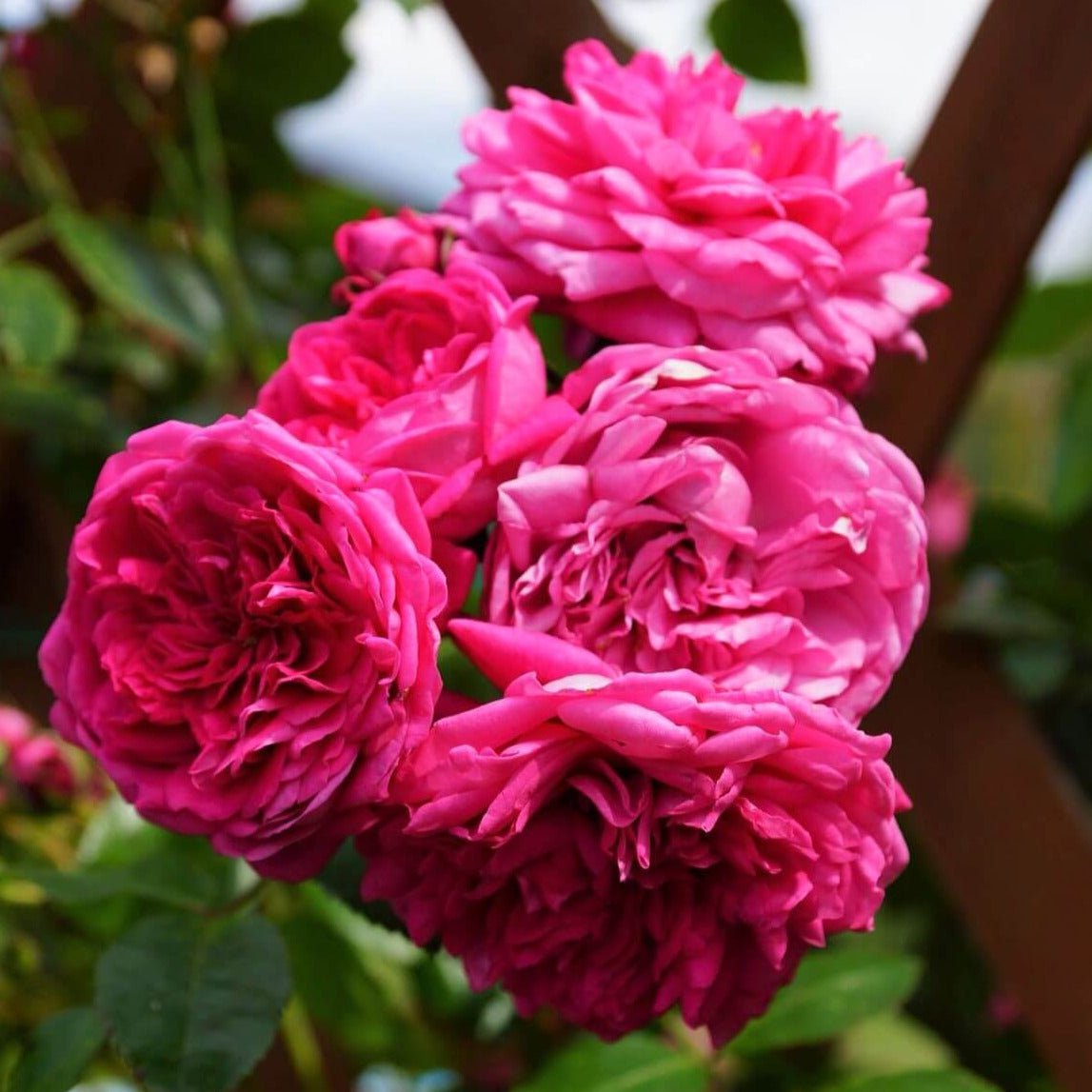 Laguna ® Climbing Roses garden rose bushes potted or bare root plants