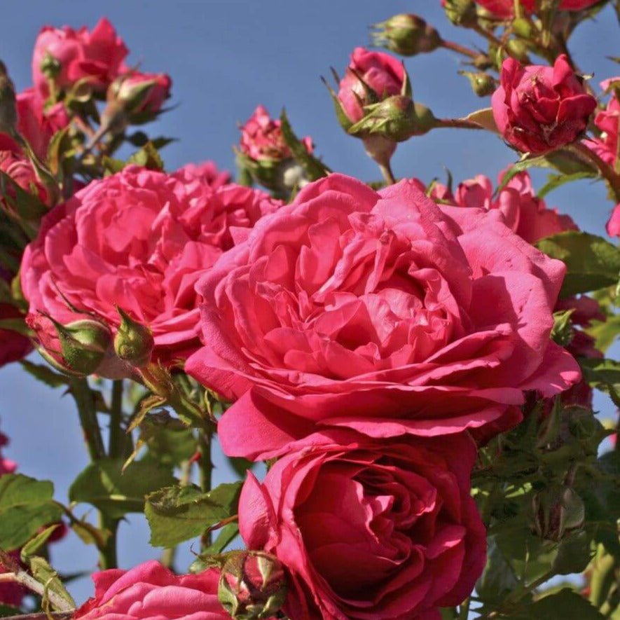 Laguna ® Climbing Roses garden rose bushes potted or bare root plants