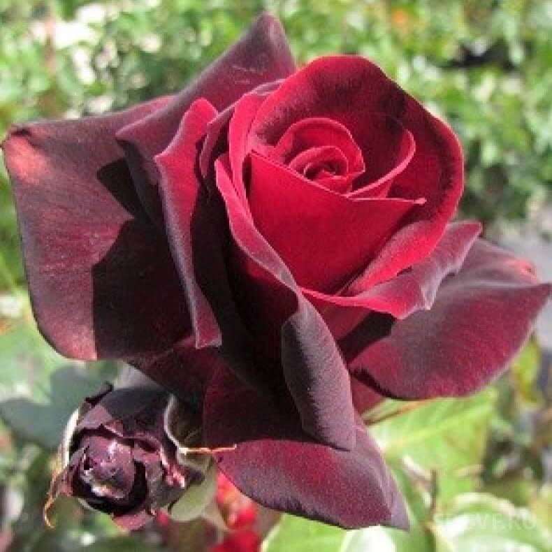 Le Rouge et Le Noire ® Hybrid Tea Roses garden rose bushes potted or bare root plants