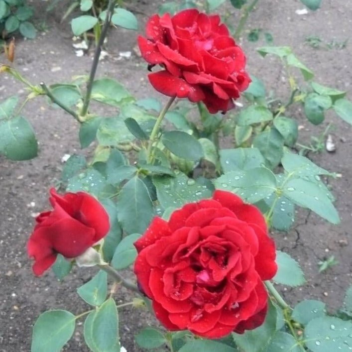 Le Rouge et Le Noire ® Hybrid Tea Roses garden rose bushes potted or bare root plants
