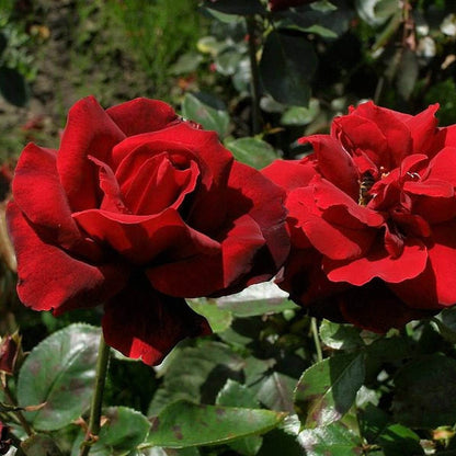 Le Rouge et Le Noire ® Hybrid Tea Roses garden rose bushes potted or bare root plants