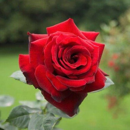 Le Rouge et Le Noire ® Hybrid Tea Roses garden rose bushes potted or bare root plants
