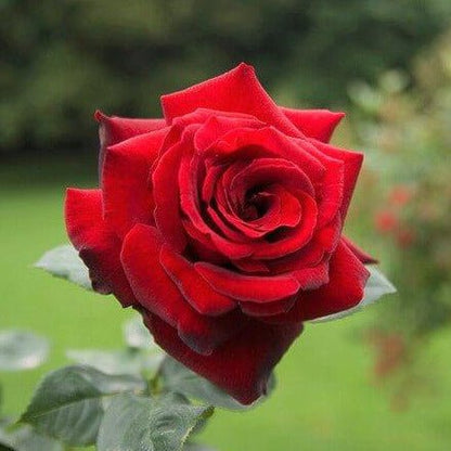 Le Rouge et Le Noire ® Hybrid Tea Roses garden rose bushes potted or bare root plants