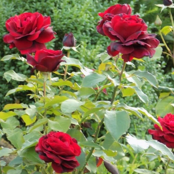 Le Rouge et Le Noire ® Hybrid Tea Roses garden rose bushes potted or bare root plants