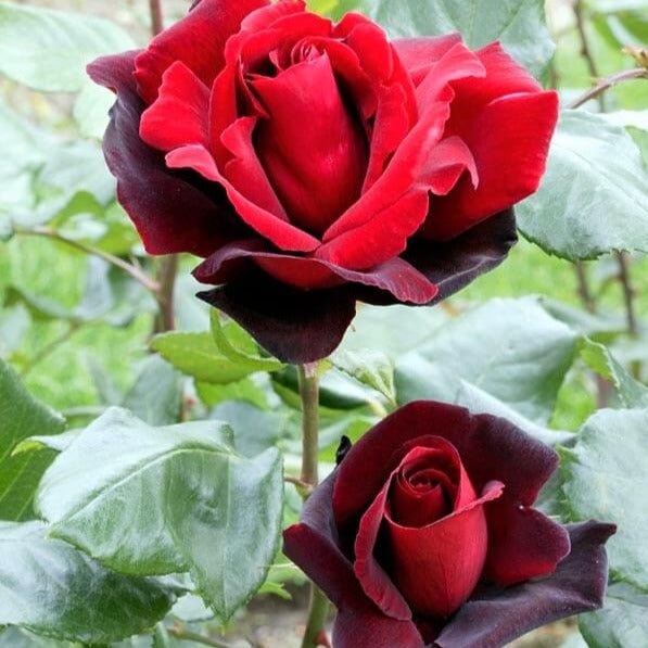 Le Rouge et Le Noire ® Hybrid Tea Roses garden rose bushes potted or bare root plants
