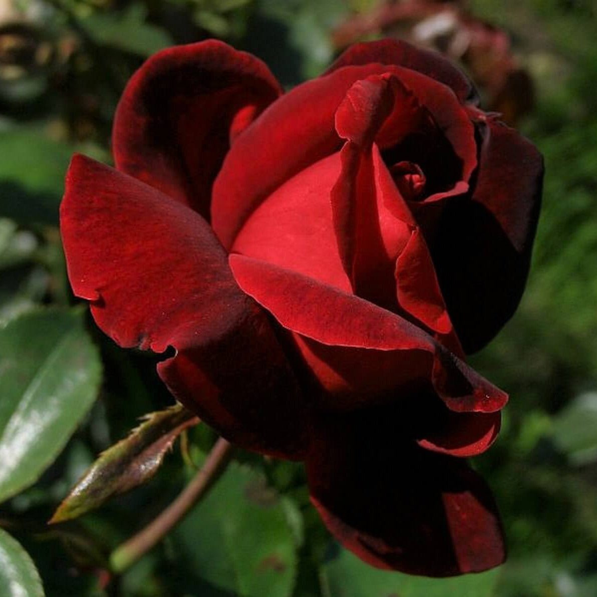 Le Rouge et Le Noire ® Hybrid Tea Roses garden rose bushes potted or bare root plants