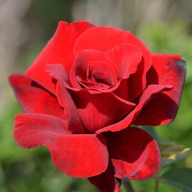 Le Rouge et Le Noire ® Hybrid Tea Roses garden rose bushes potted or bare root plants