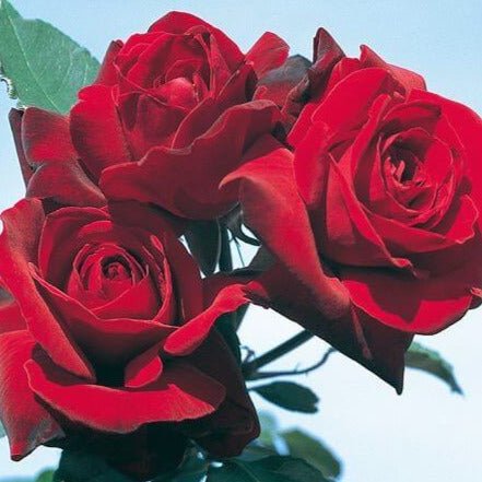 Le Rouge et Le Noire ® Hybrid Tea Roses garden rose bushes potted or bare root plants