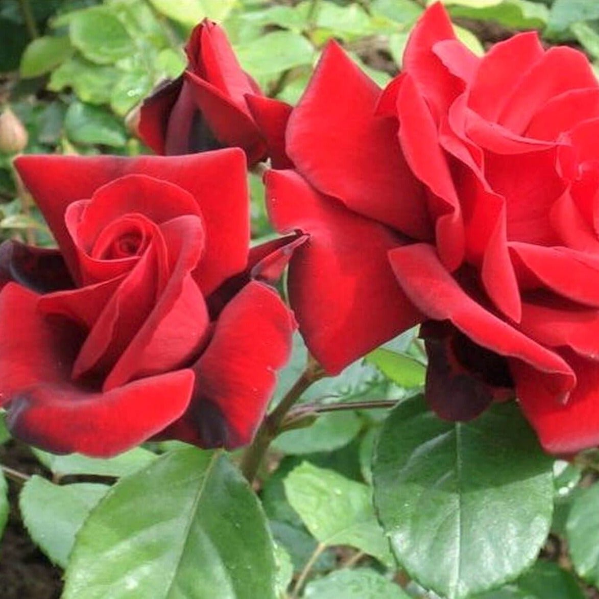 Le Rouge et Le Noire ® Hybrid Tea Roses garden rose bushes potted or bare root plants