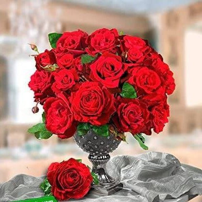 Le Rouge et Le Noire ® Hybrid Tea Roses garden rose bushes potted or bare root plants