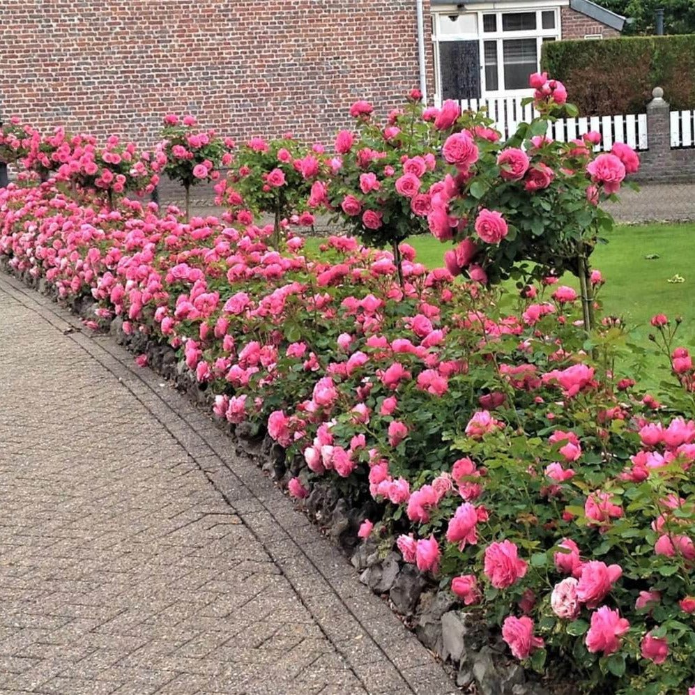 Leonardo da Vinci ® Floribunda Roses garden rose bushes potted or bare root plants