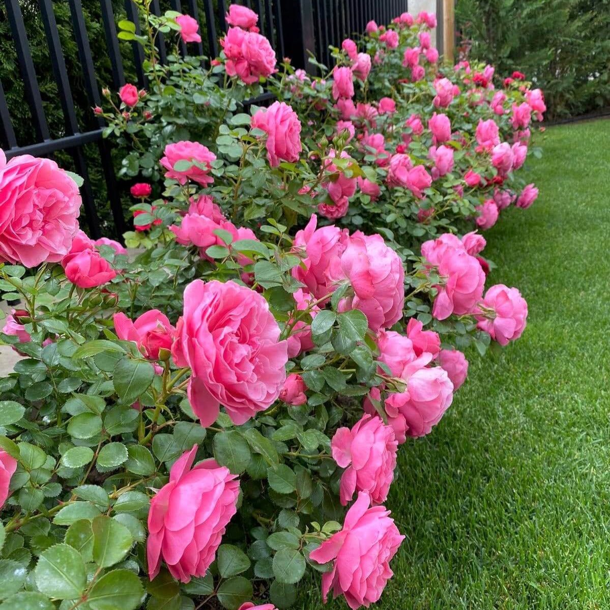 Leonardo da Vinci ® Floribunda Roses garden rose bushes potted or bare root plants