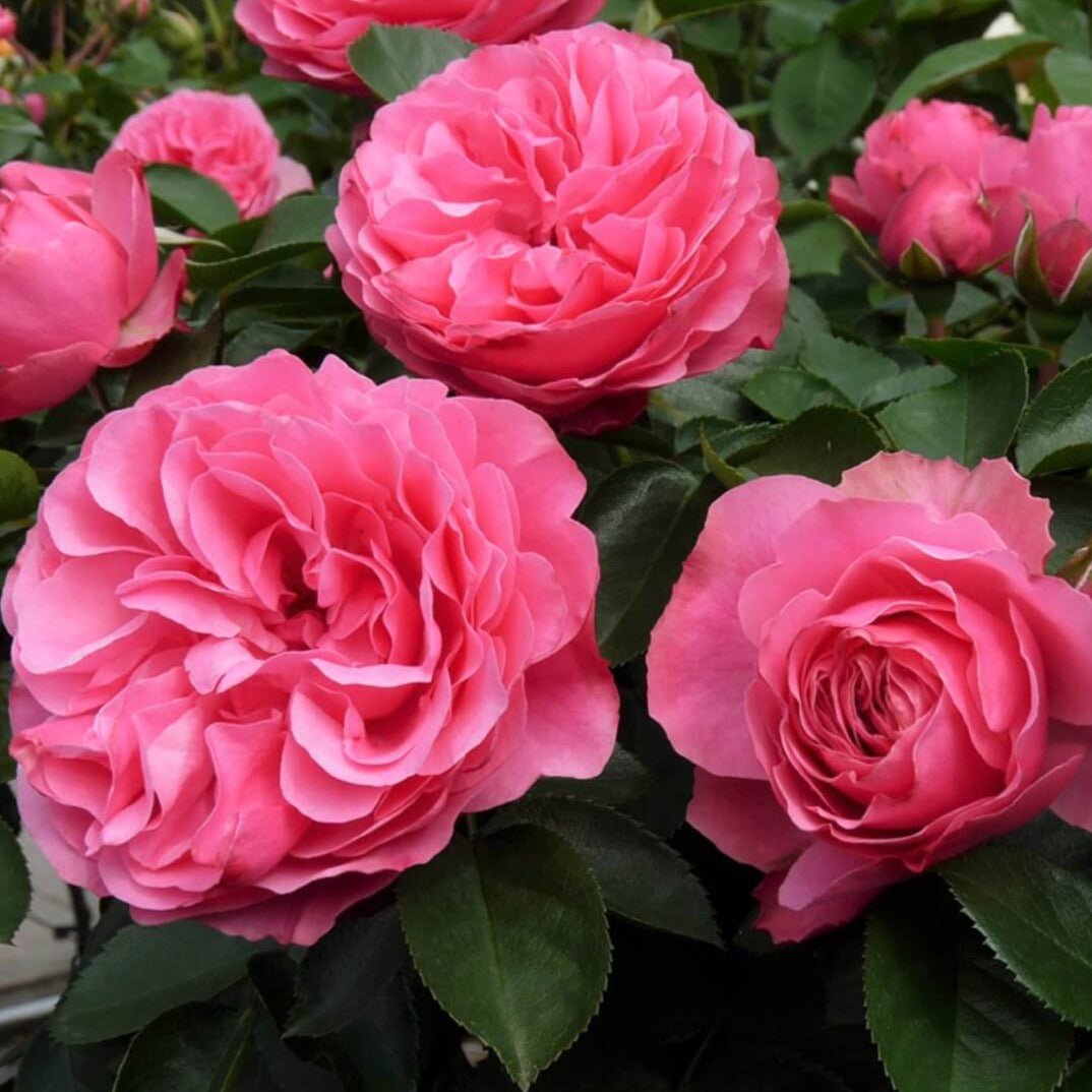 Leonardo da Vinci ® Floribunda Roses garden rose bushes potted or bare root plants